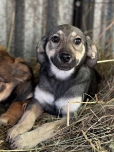 Цуценята дівчинки, допоможемо зі стерилізацією !