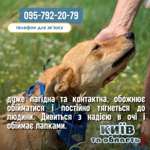 Маленька собачка Аліса вага 10кг шукає родину