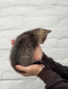 Киця Ніколь шукає родину, вік 2 місяці