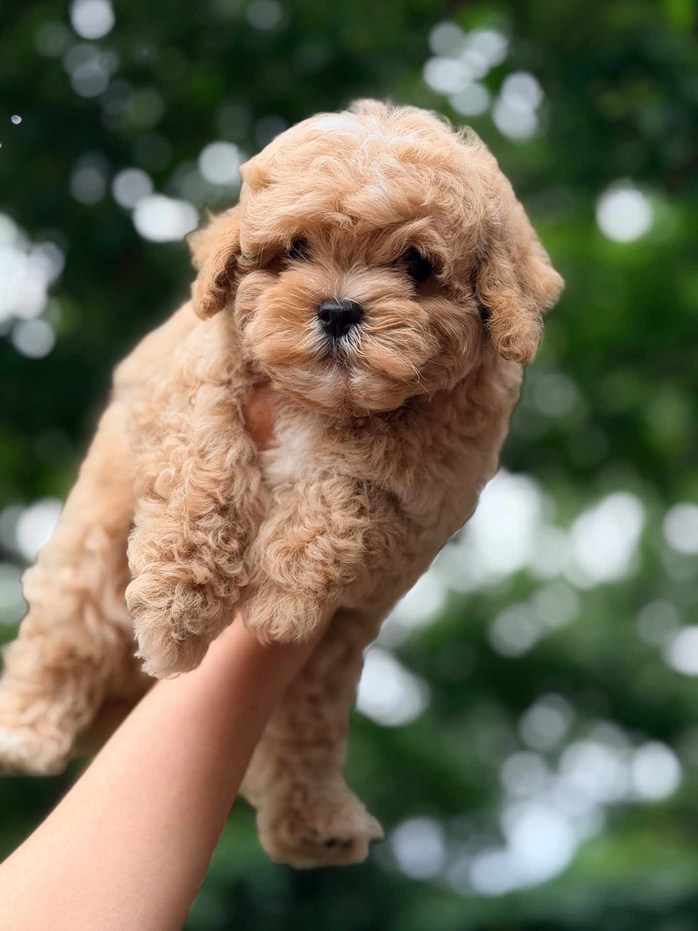 Мальчик мальтипу ф1 мини