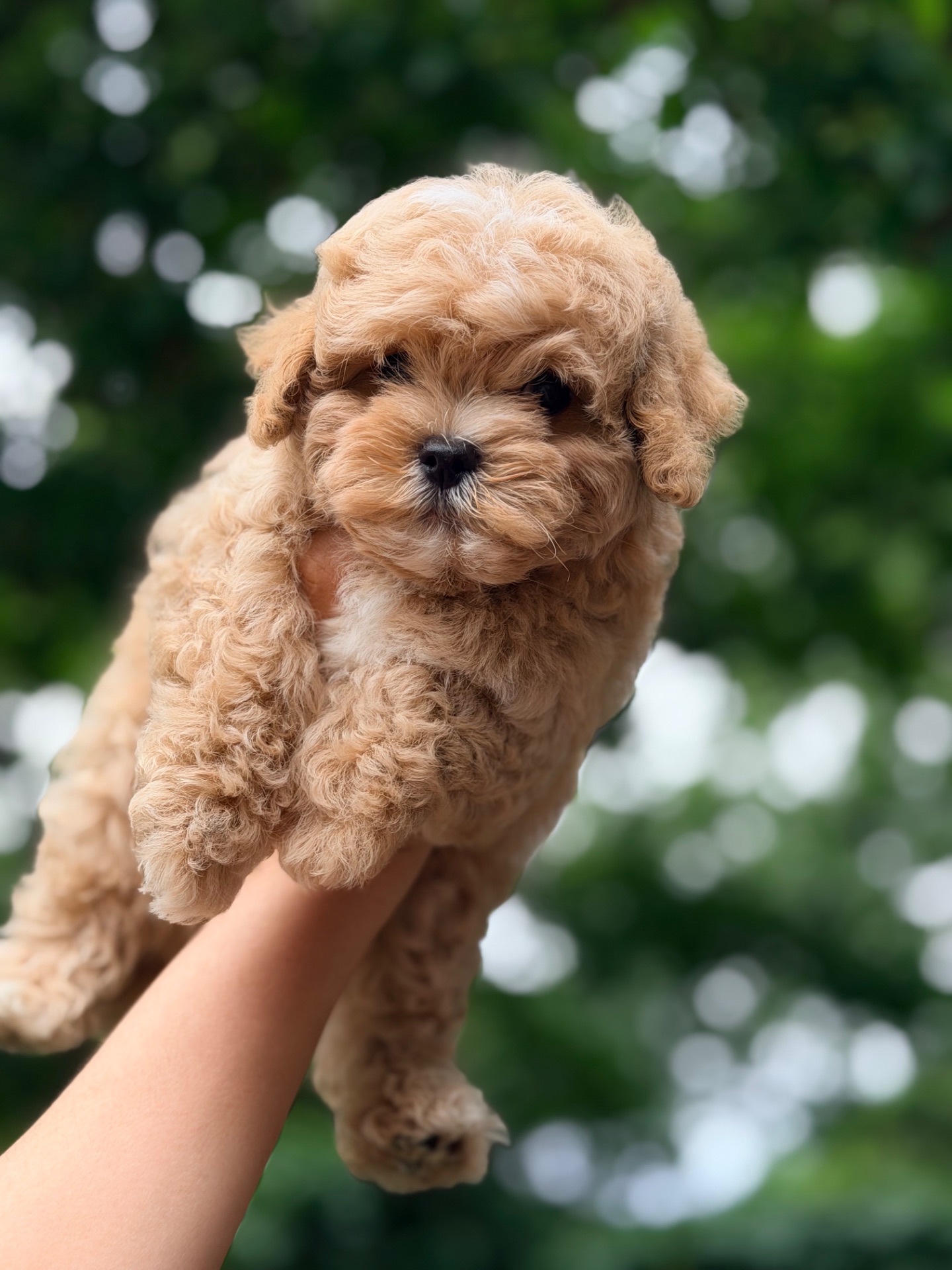 Мальчик мальтипу ф1 мини