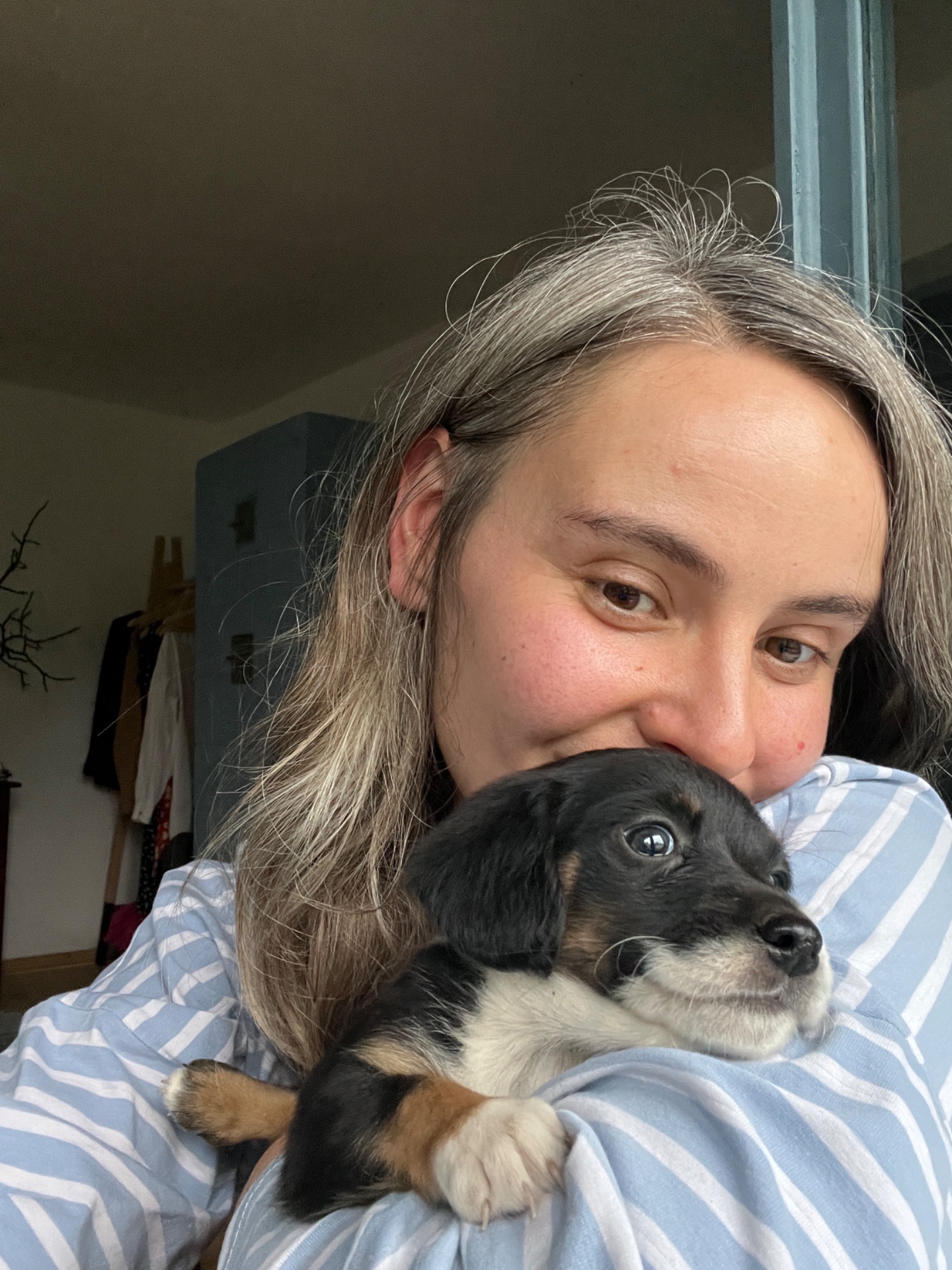 Цуценя Лілі шукає родину