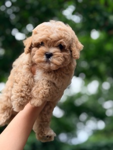Мальчик мальтипу ф1 мини