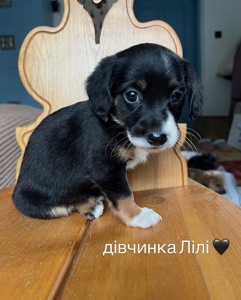 Цуценя Лілі шукає родину