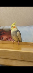 Попугай Корелла