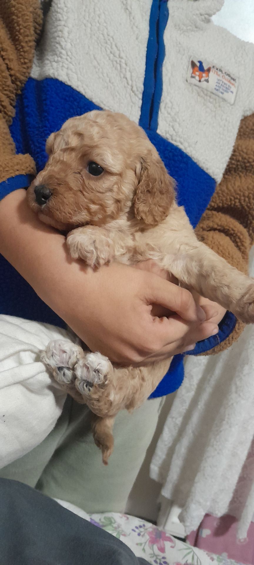 Цуценята той пудель🥰