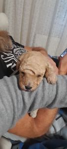 Цуценята той пудель🥰