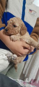 Цуценята той пудель🥰
