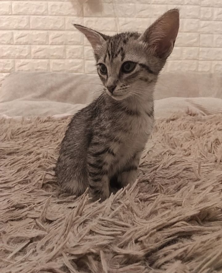 Кошеня орієнтальне котодівчина