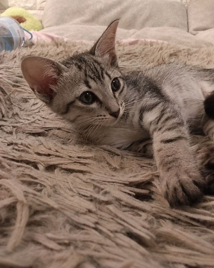 Кошеня орієнтальне котодівчина