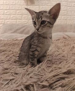 Кошеня орієнтальне котодівчина