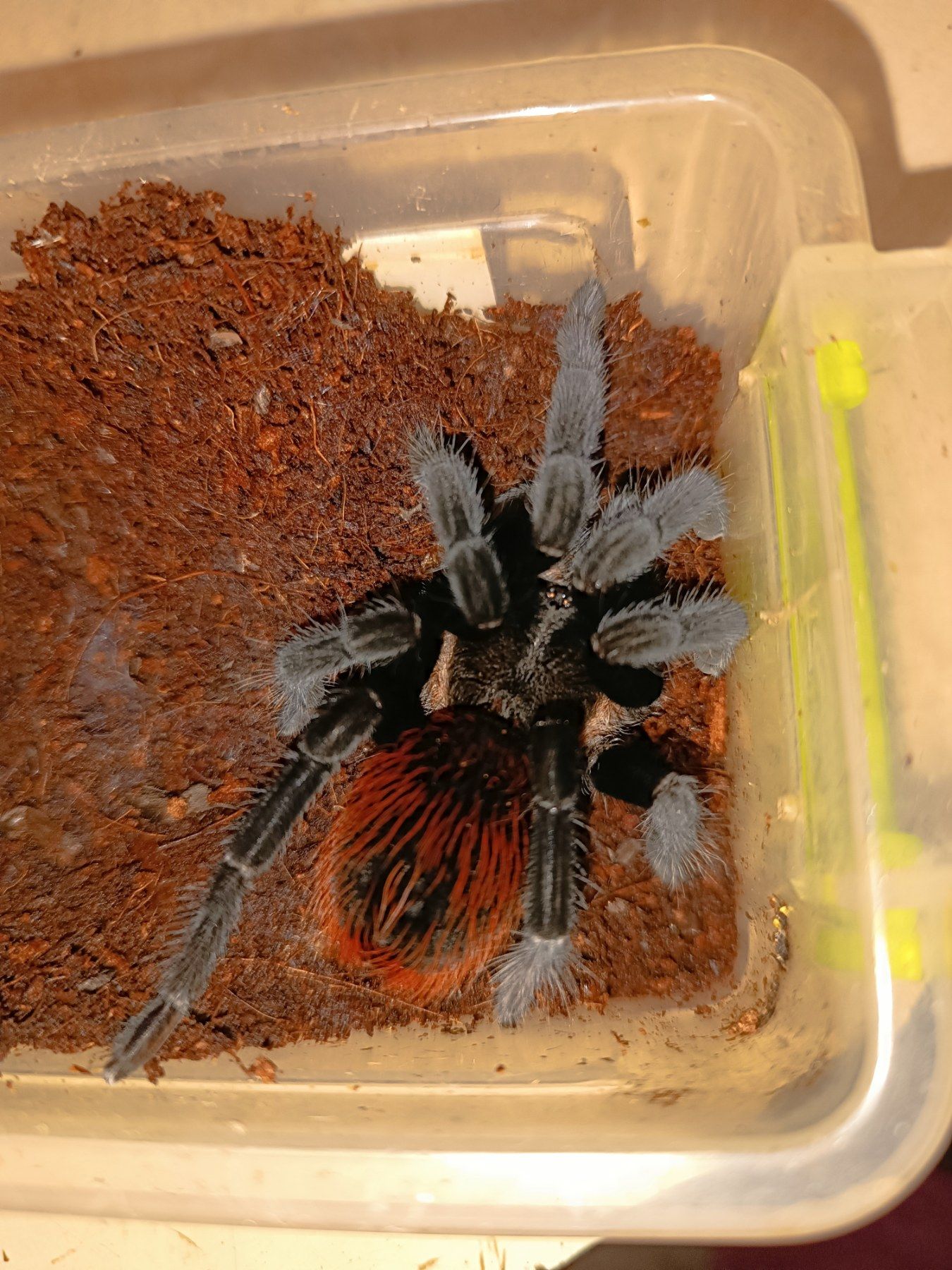 Павук для новачків Tliltocatl vagans Brachypelma vagans