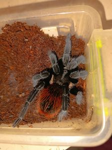 Павук для новачків Tliltocatl vagans Brachypelma vagans