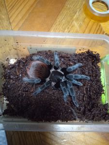 Павук для новачків Tliltocatl vagans Brachypelma vagans