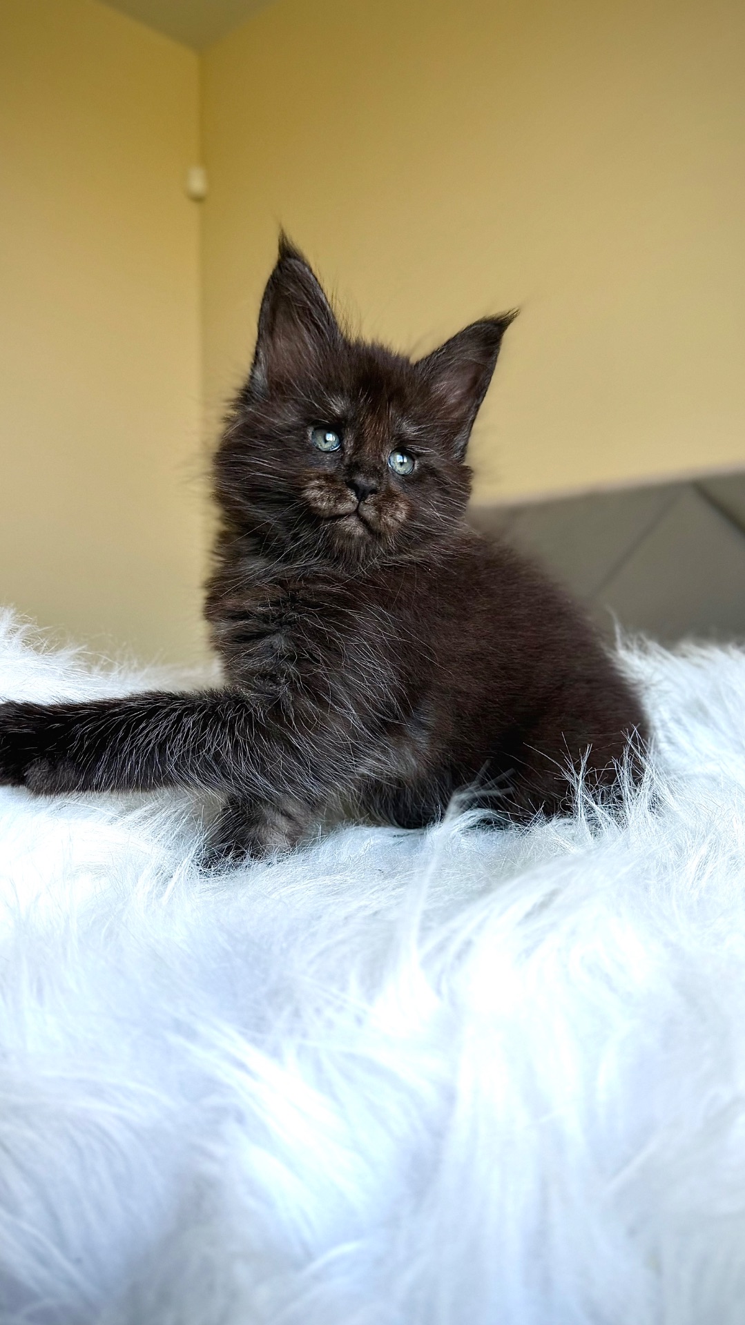 Елітна дівчинка мейн-кун Black smoke. Офіційний розплідник