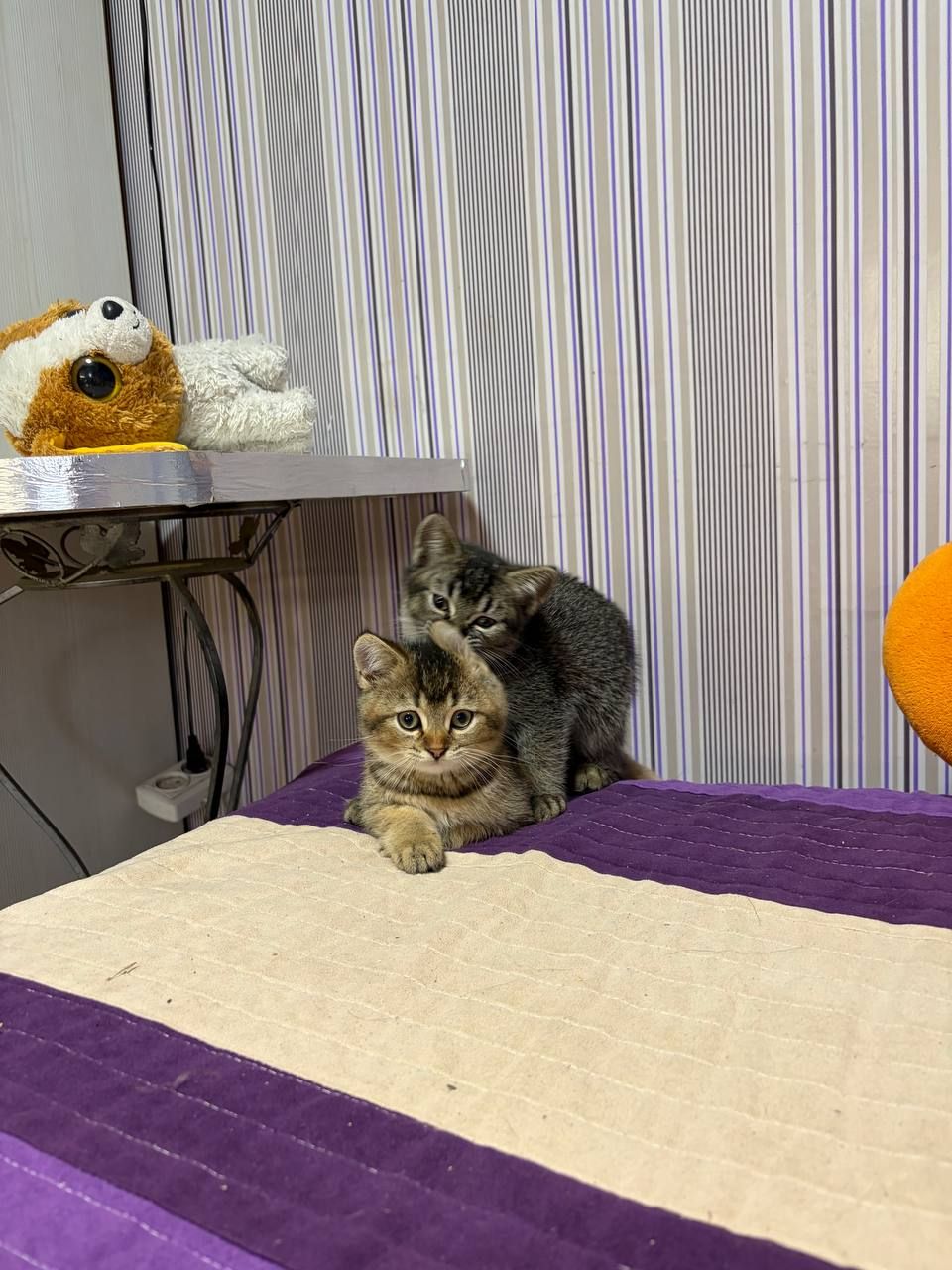 Кошеня дівчина 2 місяці золота шиншила і є хлопчик