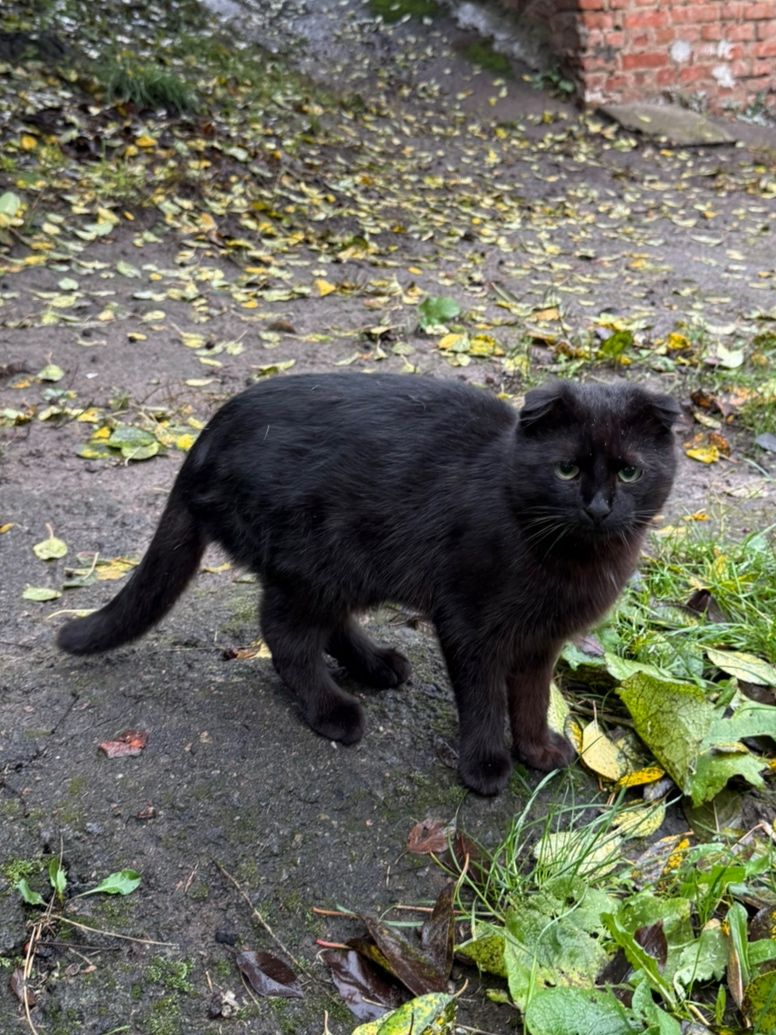 Висловухий котик