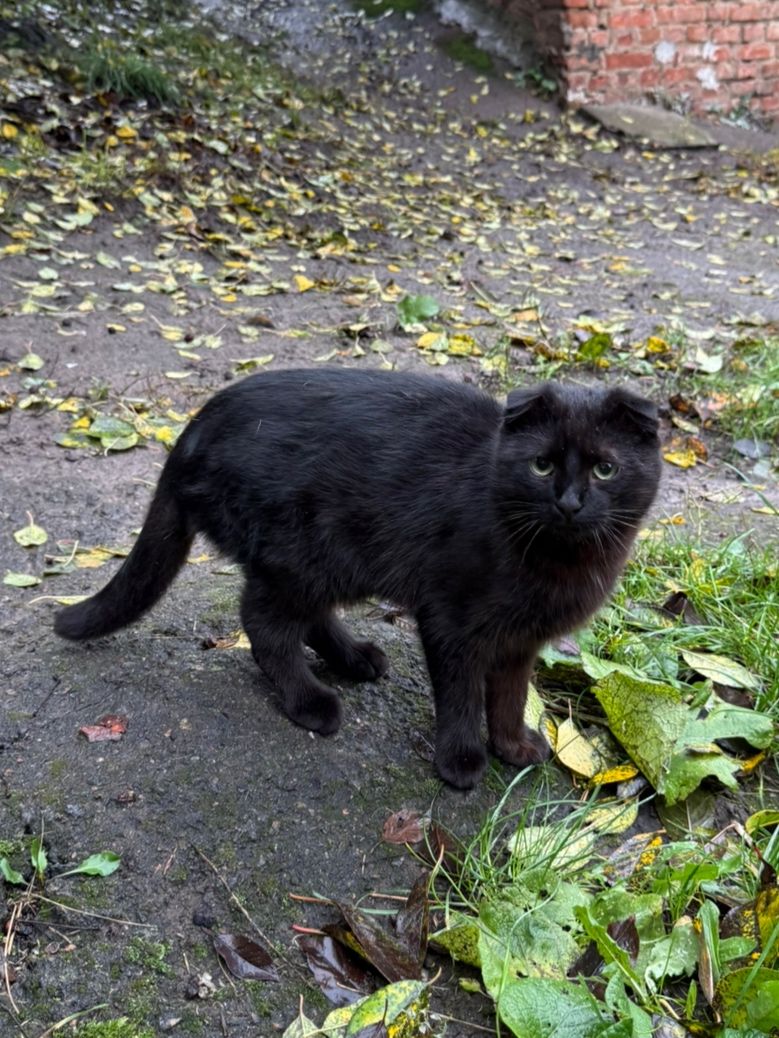 Висловухий котик