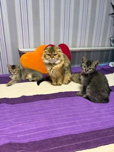 Кошеня дівчина 2 місяці золота шиншила і є хлопчик