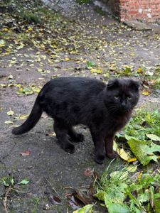 Висловухий котик