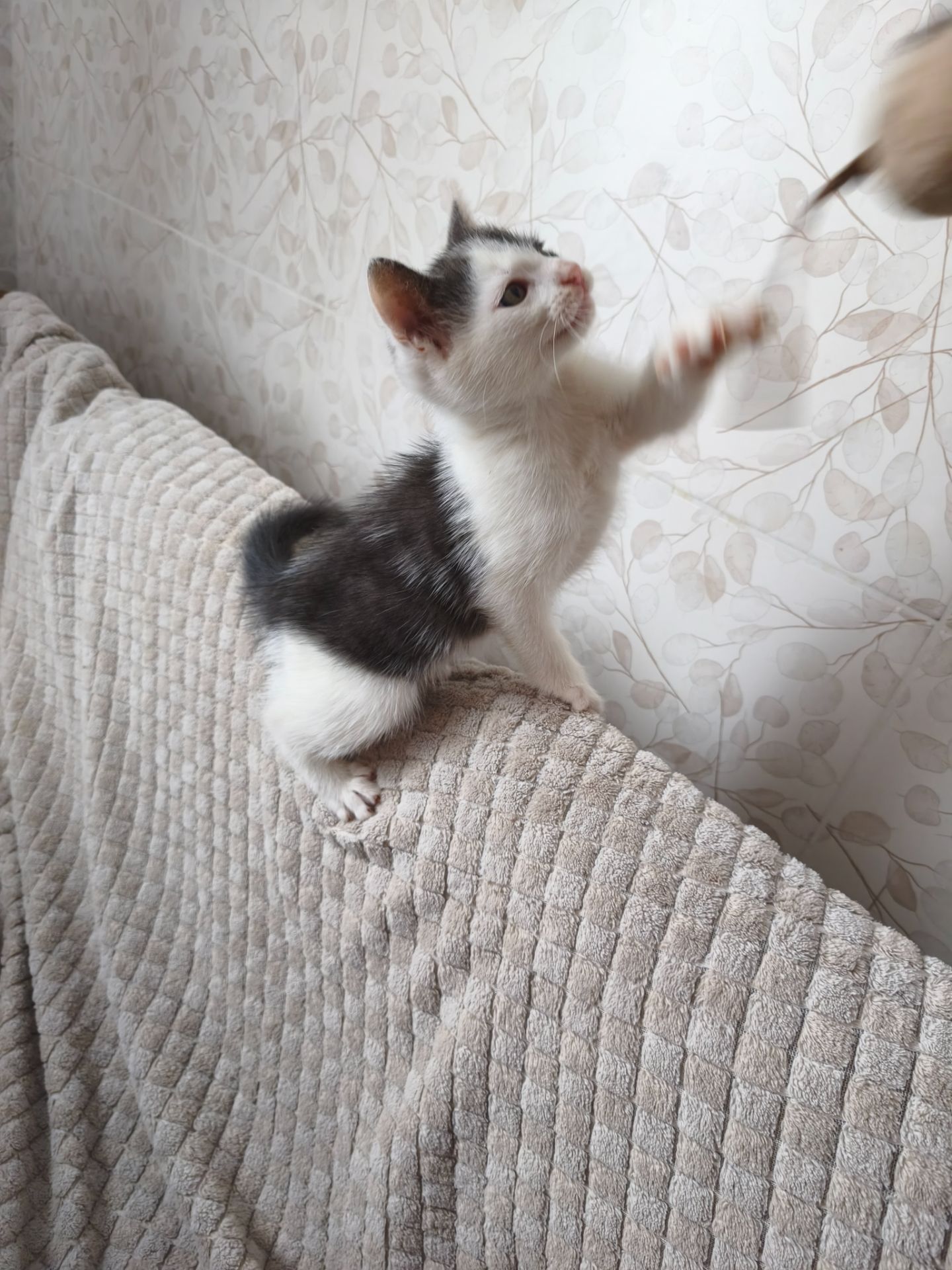 Кошенята Сірко, Чебурашка, Чорнобиль