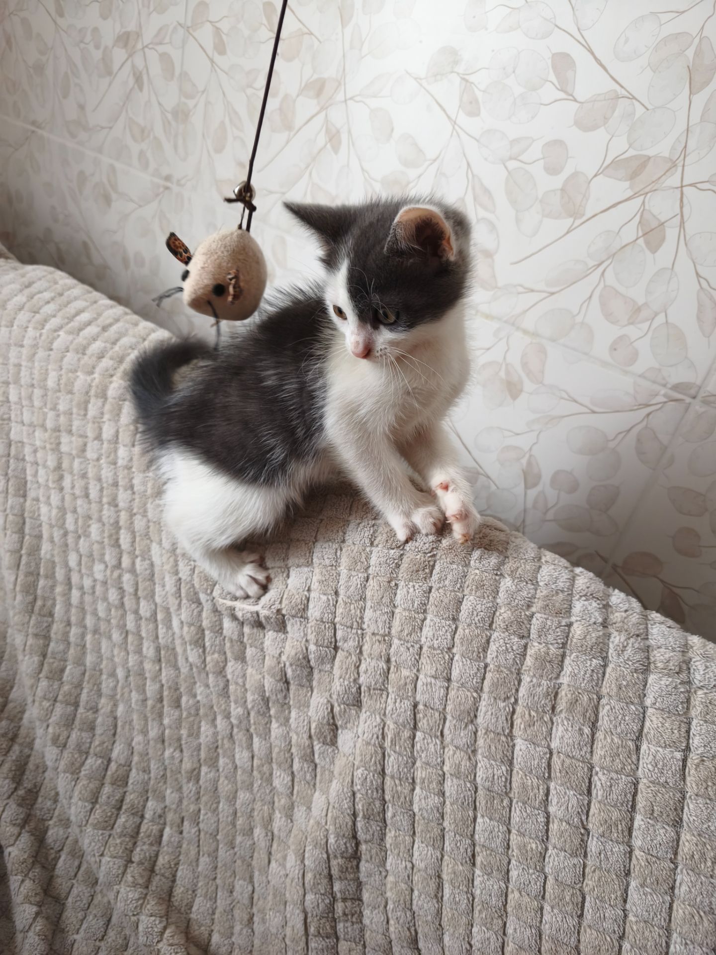 Кошенята Сірко, Чебурашка, Чорнобиль