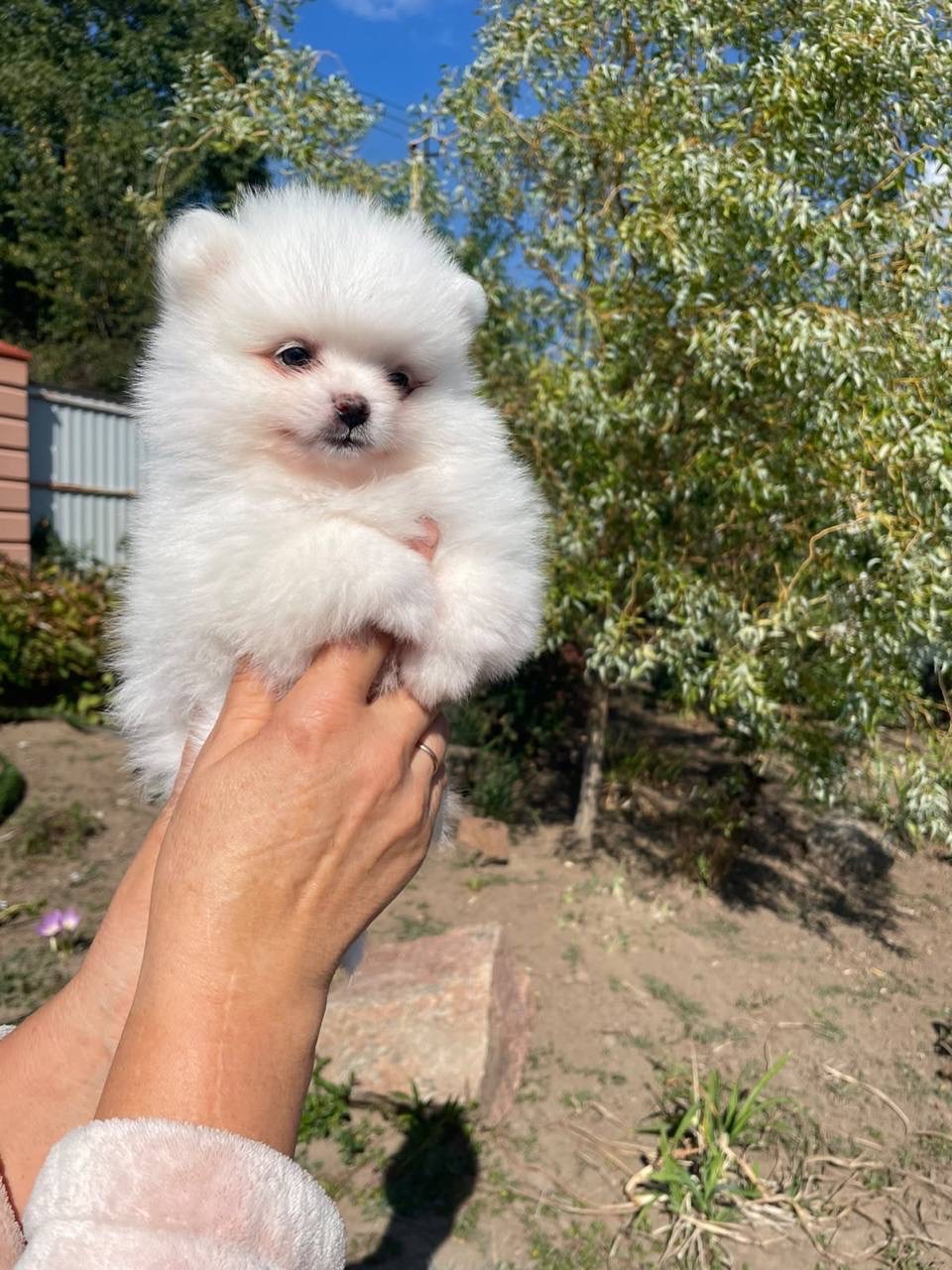 Шпіц померанський шпіц