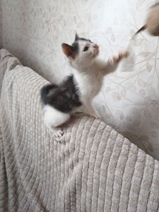 Кошенята Сірко, Чебурашка, Чорнобиль