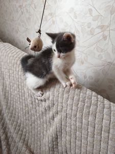 Кошенята Сірко, Чебурашка, Чорнобиль