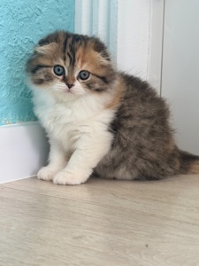 Кішечка шотландська