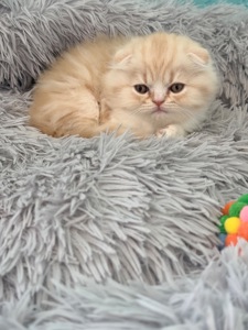 Котик шотландський