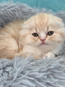 Котик шотландський