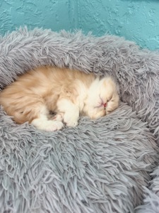 Котик шотландський