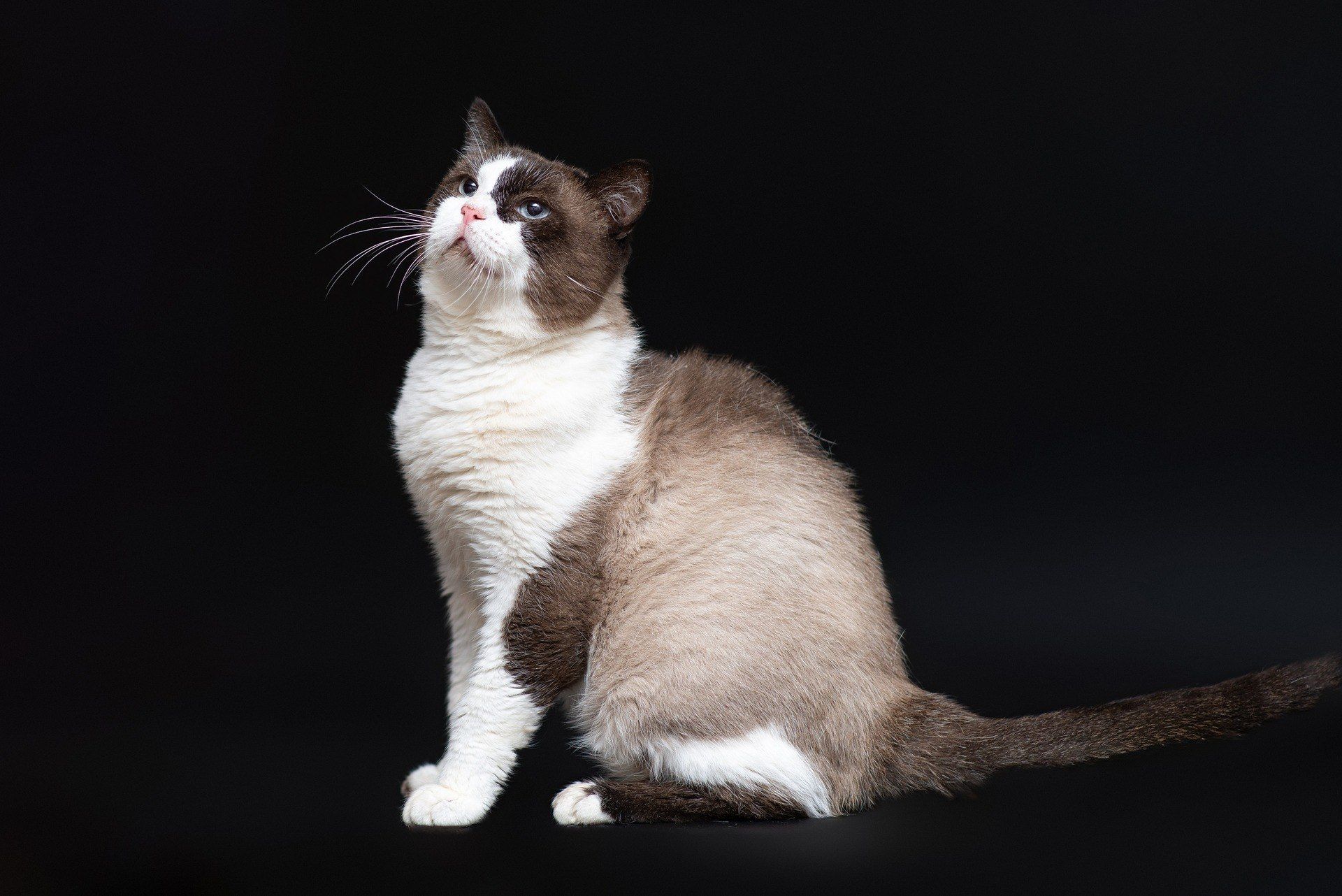 Уліб