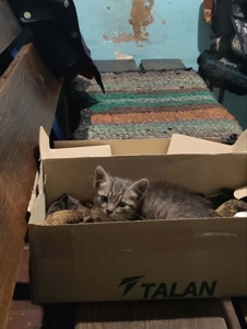 котенок, спасенный с ужасных условий завода, несколько недель отроду