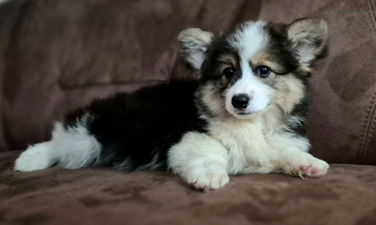 Цуценя коргі КСУ
