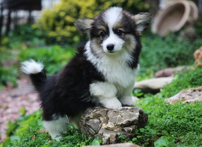 Цуценя коргі КСУ