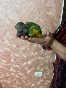 Продам ручних пташенят синегала