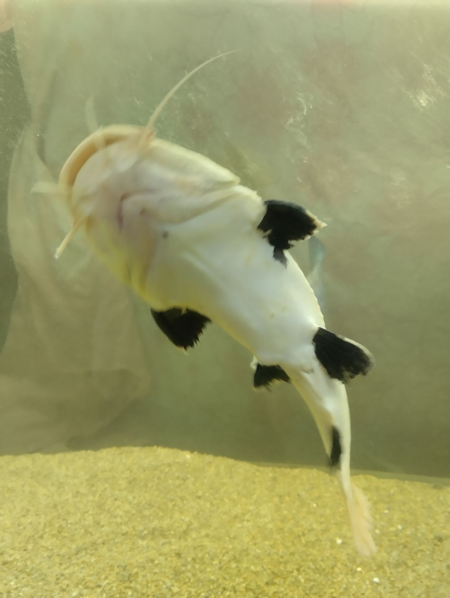 Краснохвостый сом