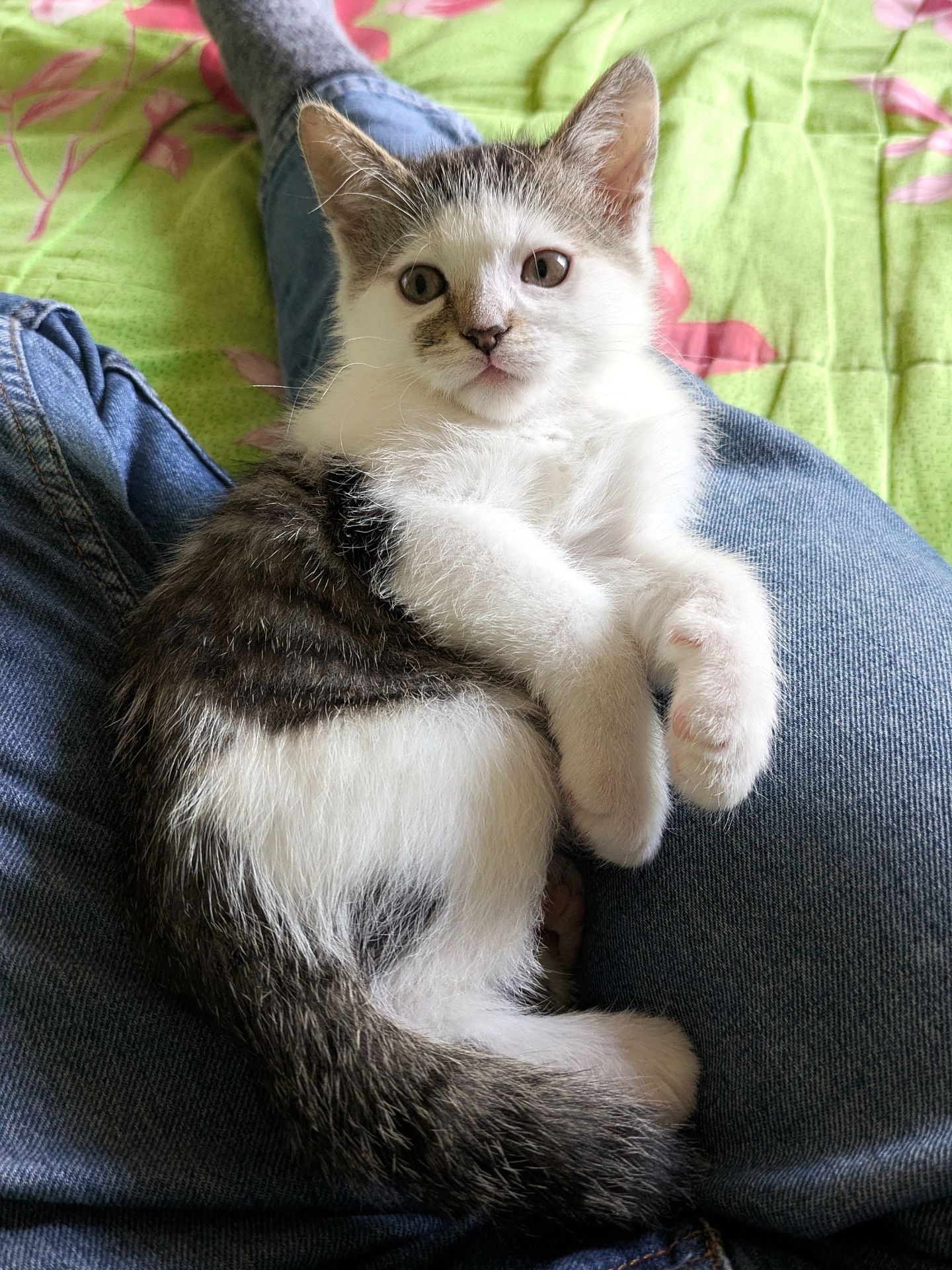 Кошеня, 2.5 міс, ніжний муркотун