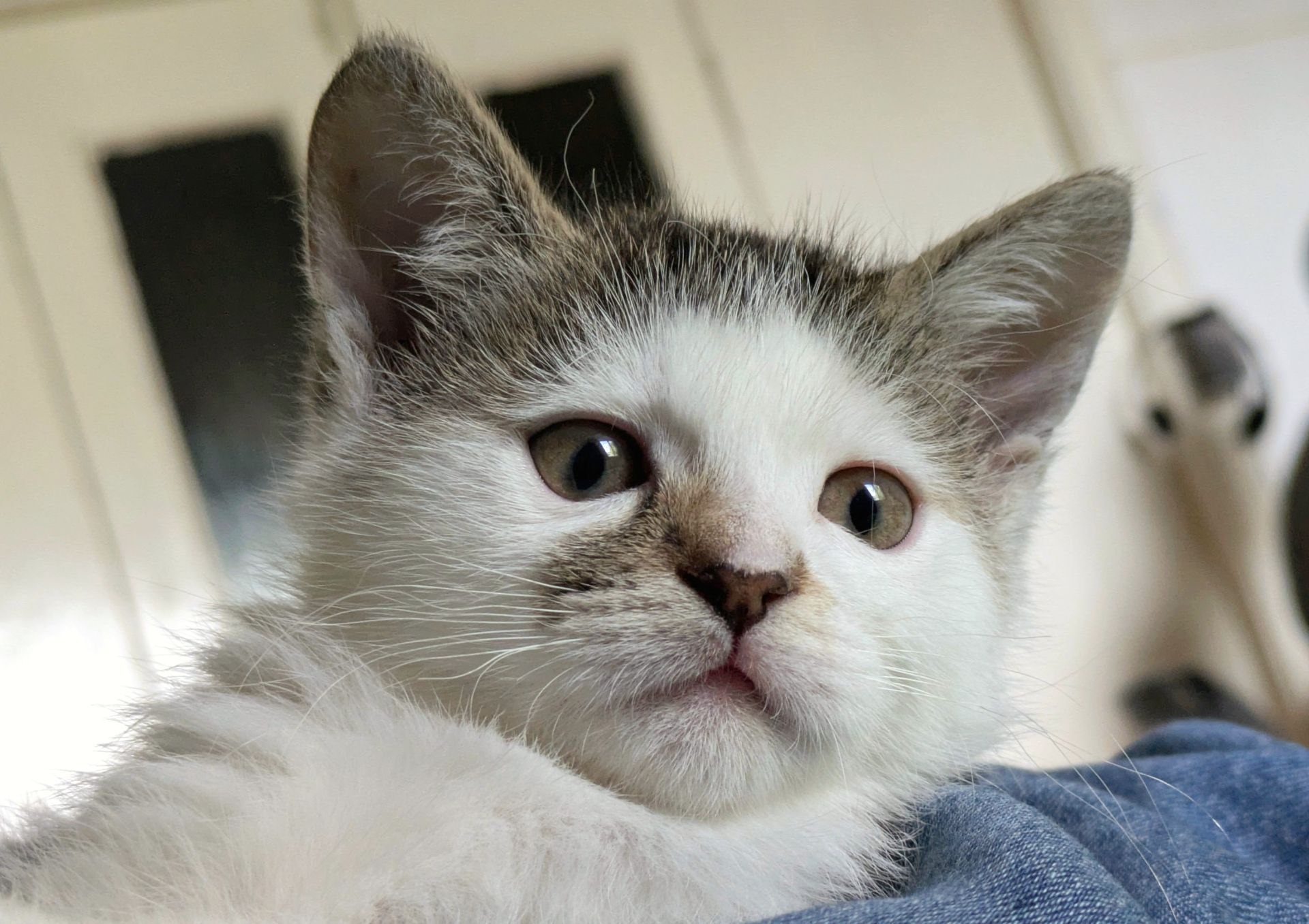 Кошеня, 2.5 міс, ніжний муркотун