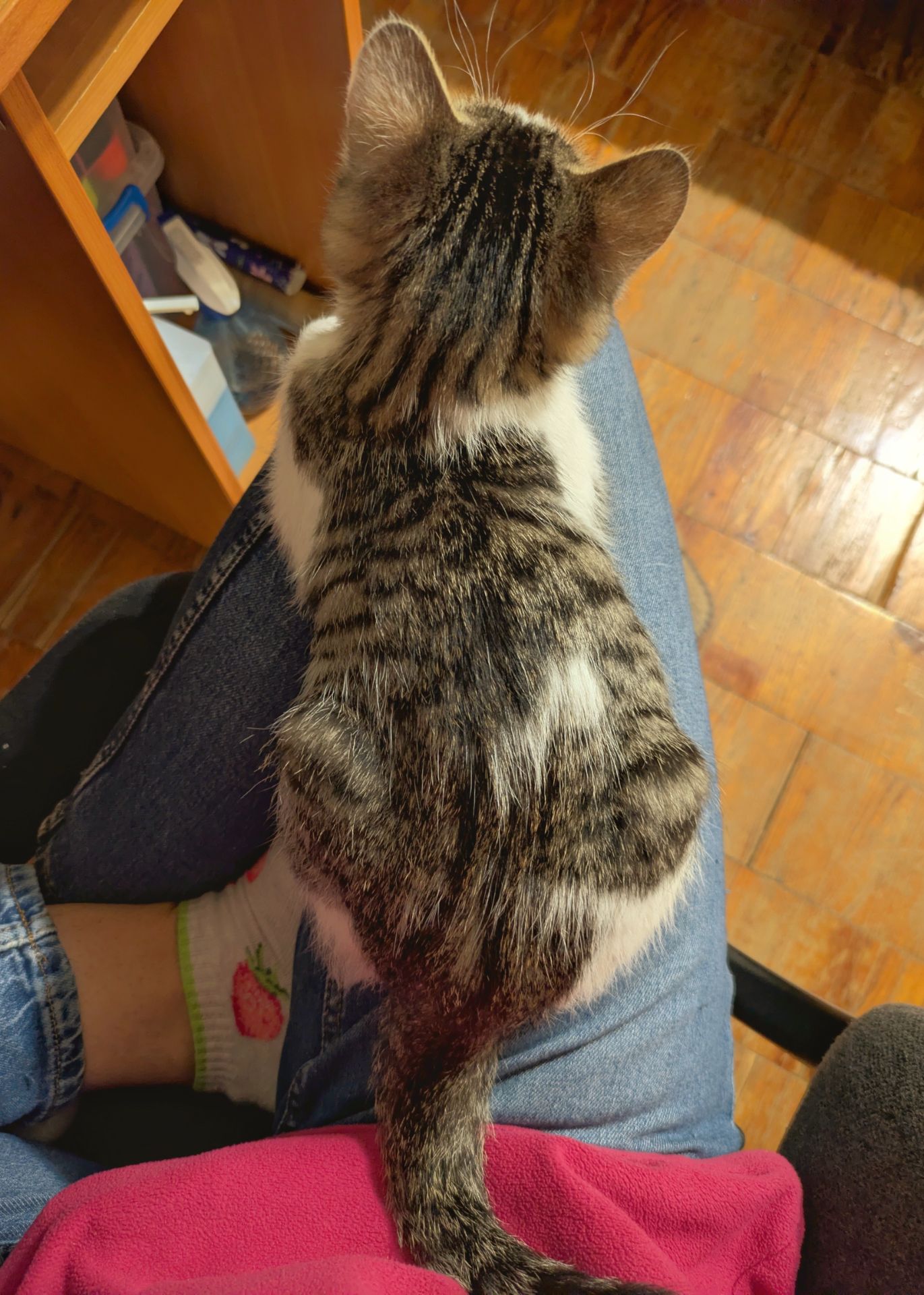 Кошеня, 2.5 міс, ніжний муркотун