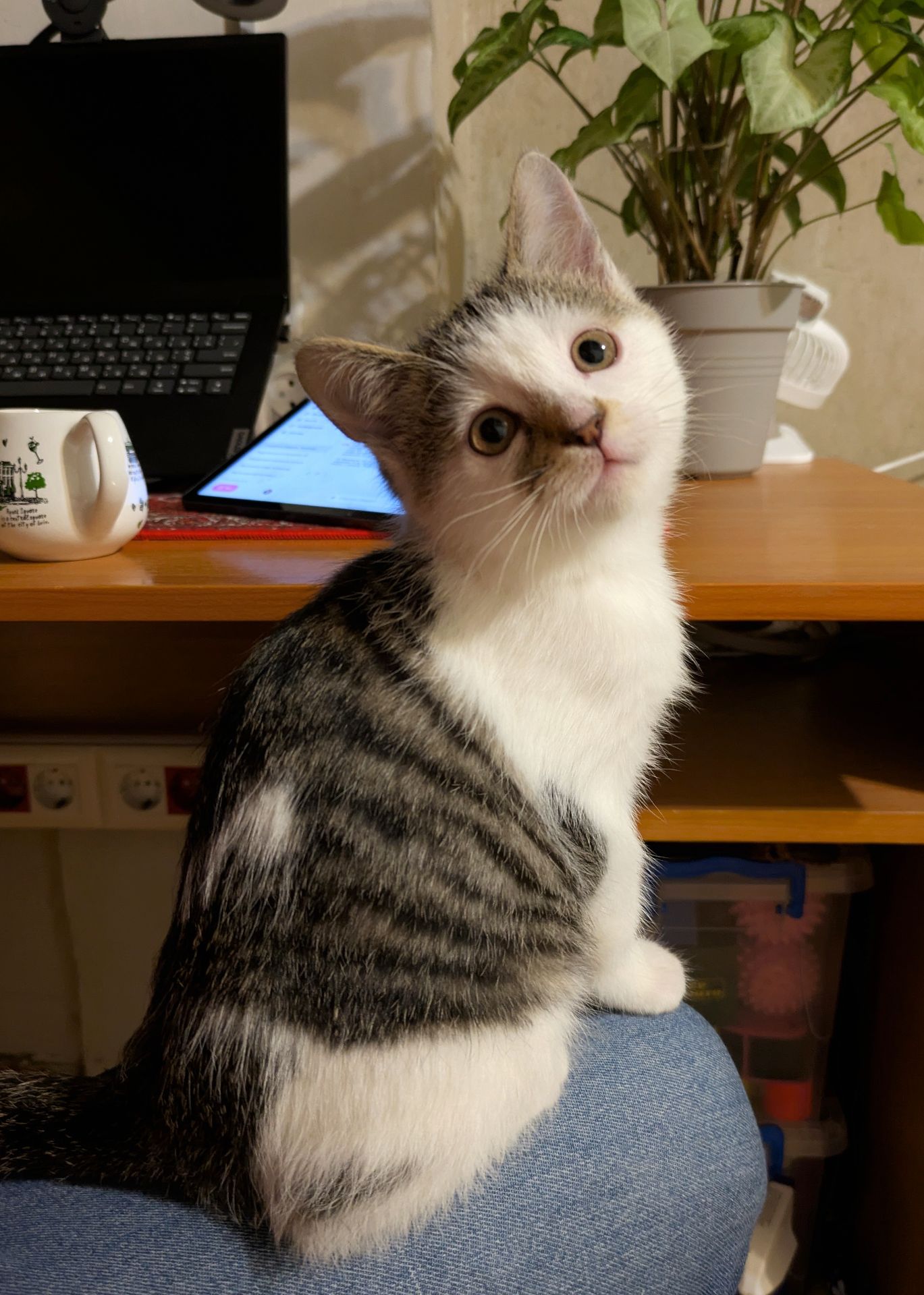 Кошеня, 2.5 міс, ніжний муркотун