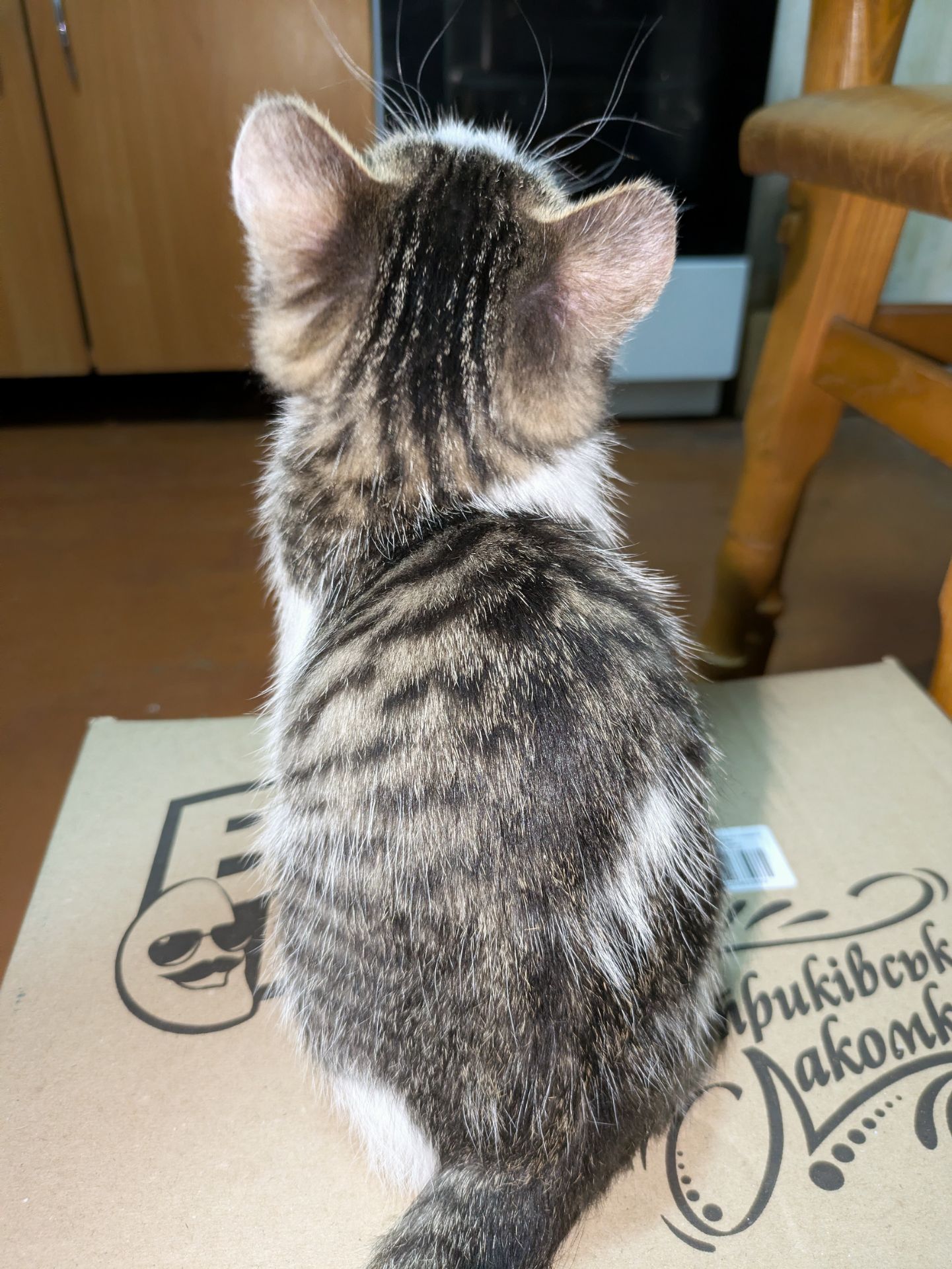 Кошеня, 2.5 міс, ніжний муркотун