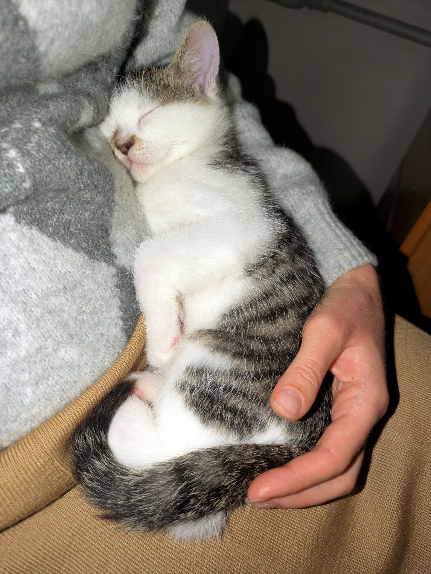 Кошеня, 2.5 міс, ніжний муркотун