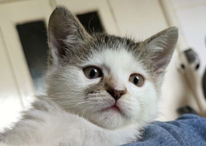 Кошеня, 2.5 міс, ніжний муркотун