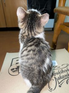 Кошеня, 2.5 міс, ніжний муркотун