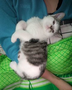 Кошеня, 2.5 міс, ніжний муркотун