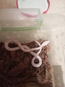 Маїсовий(маїсовий) полоз Snow motley,малюки 2026 року, маїсовий полоз, маисовый полоз, маисик