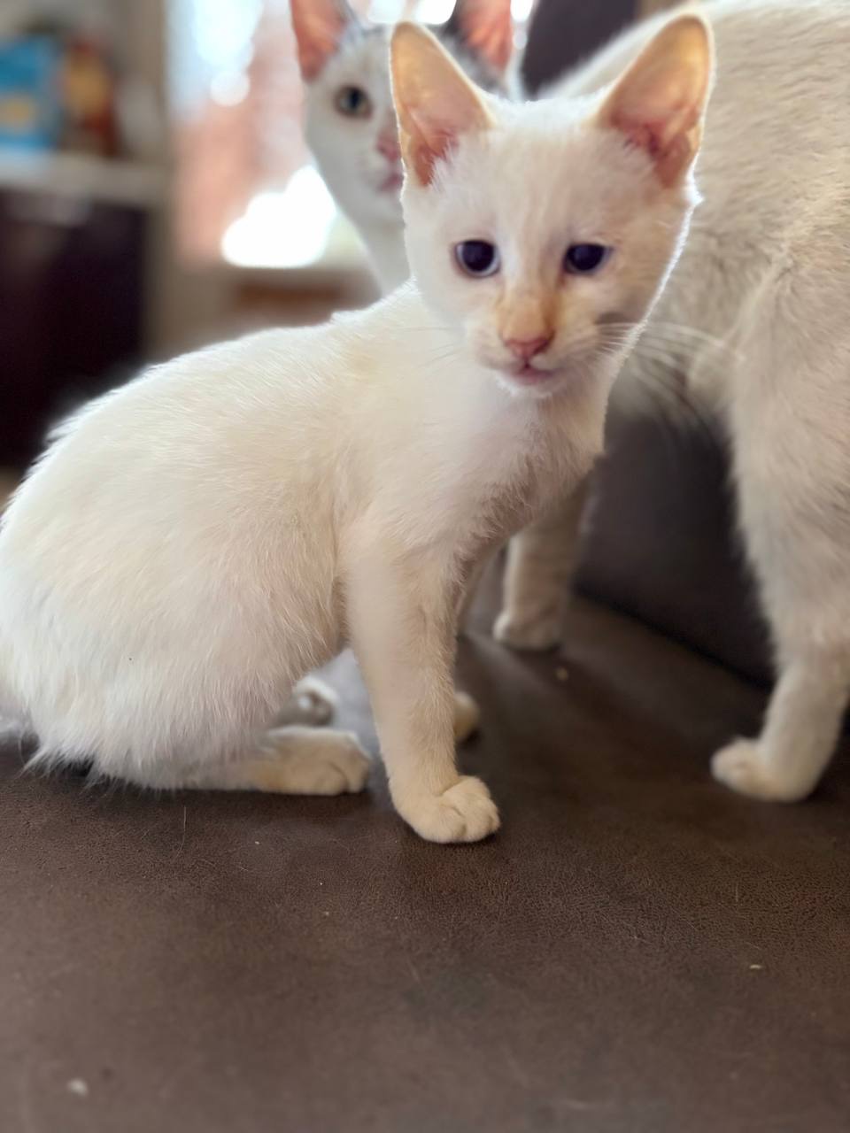 айс🧊